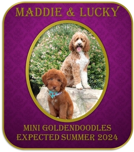 Petite/Mini Goldendoodles (Maddie x Lucky)